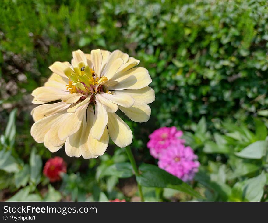 Closeup Shot Of A Zinnia Flower In A Garden