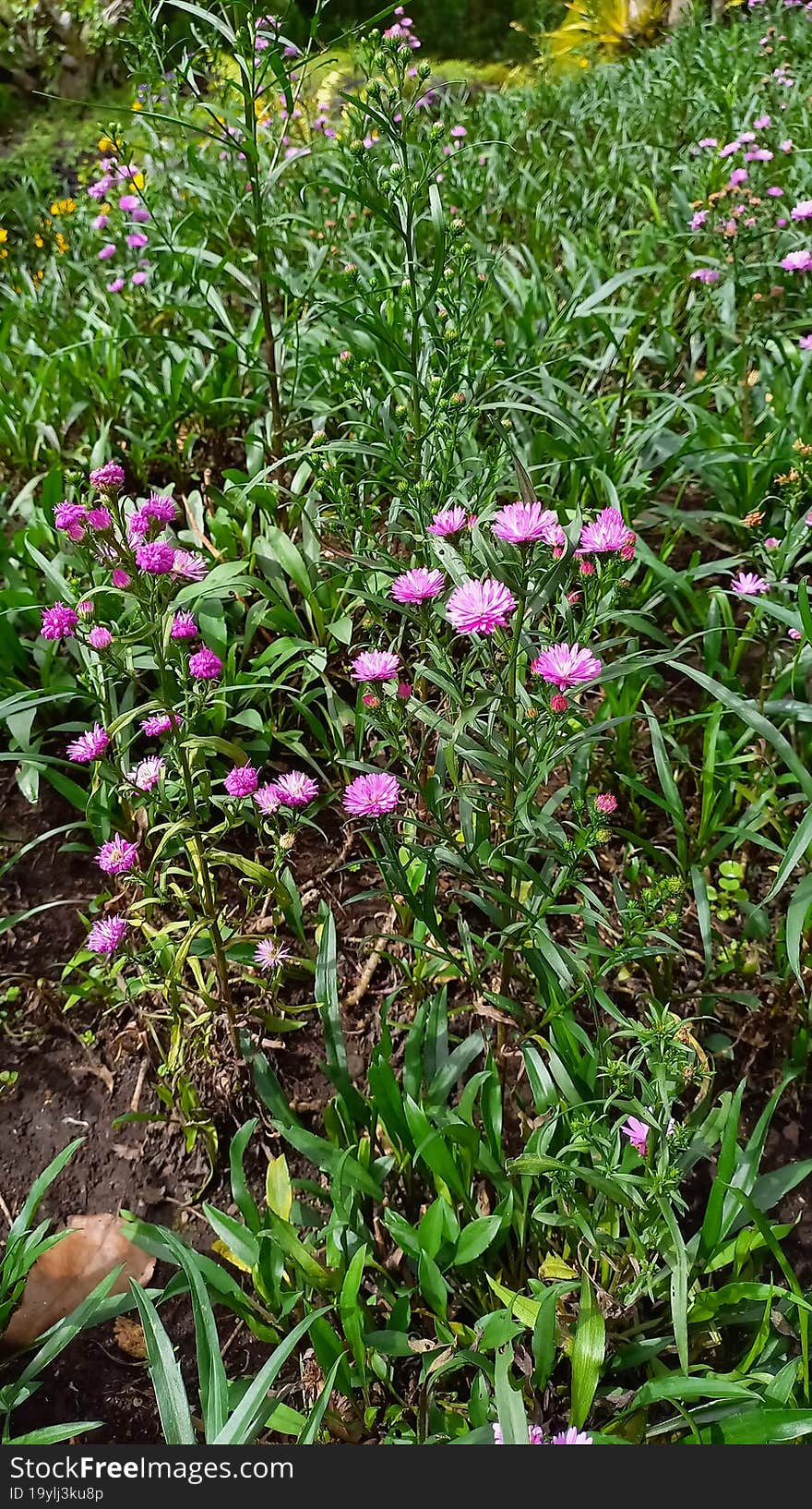 The beautiful zinnia flowers and grass in the garden realistic photo