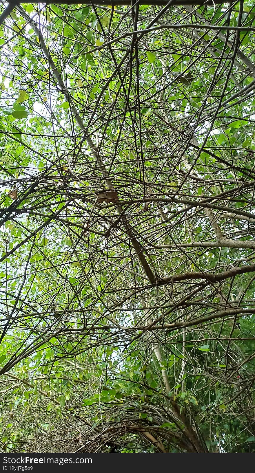 Plant with vines realistic photo