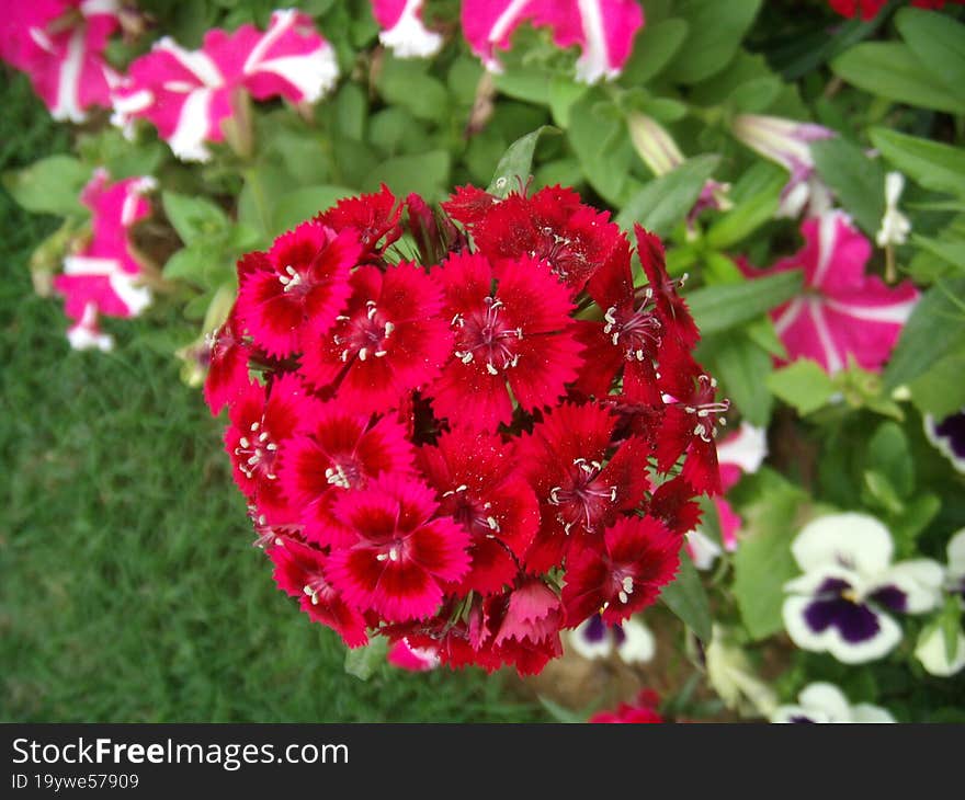 Closeup Shot Of A Bunch Of Red Flowers In A Garden