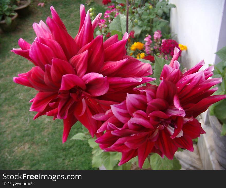 colorful red colored dahlia flowers in a garden