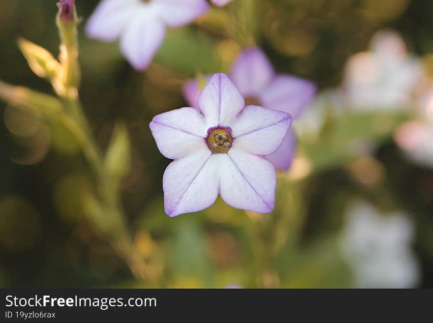 Fragrant tobacco. Field with pink flowers, spring garden