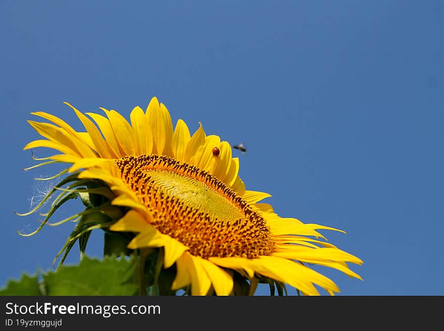 Sunflower field, sunflower close-up, the beginning of flowering sunflowers