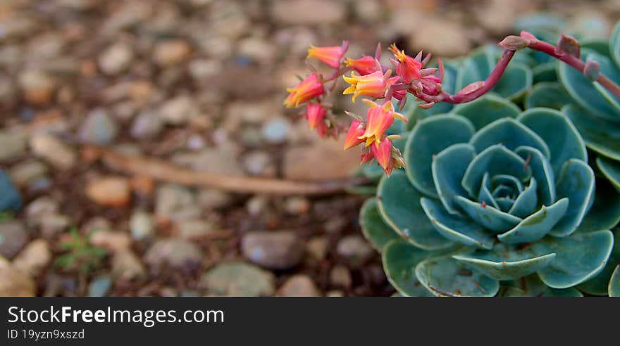 Succulent plants, Miniature succulent plants. Succulent in the garden