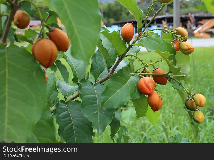 Unidentified Tree Bearing An Appetizing But Inedible Fruit That Grows Luxuriantly By The Side Of The Road To Rural Area In Malaysi