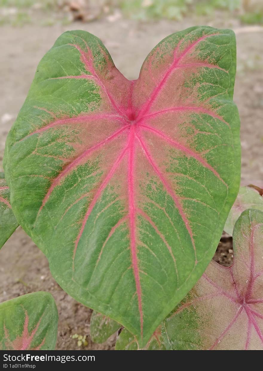 The beauty of red in green leaves