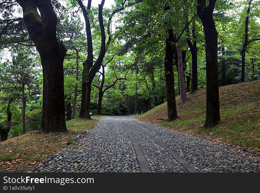 Paved path under a tree canopy in a park