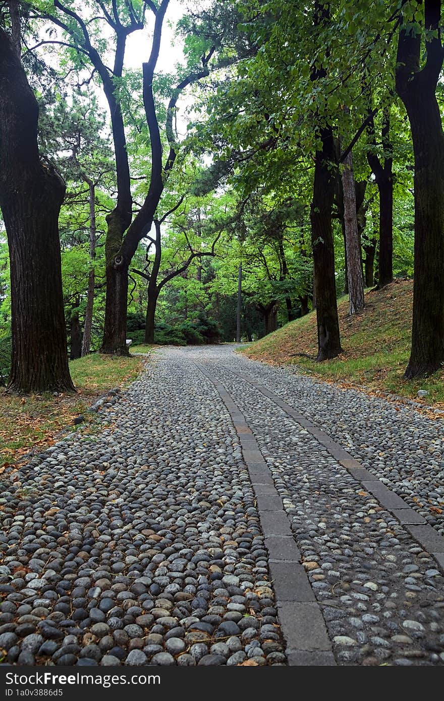 Paved path under a tree canopy in a park