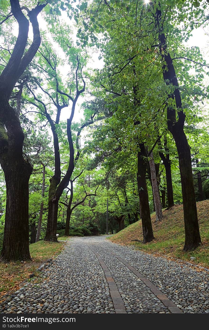 Paved path under a tree canopy