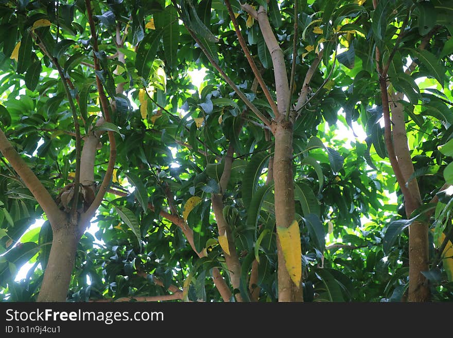 a photo of a shady mango tree with green leaves