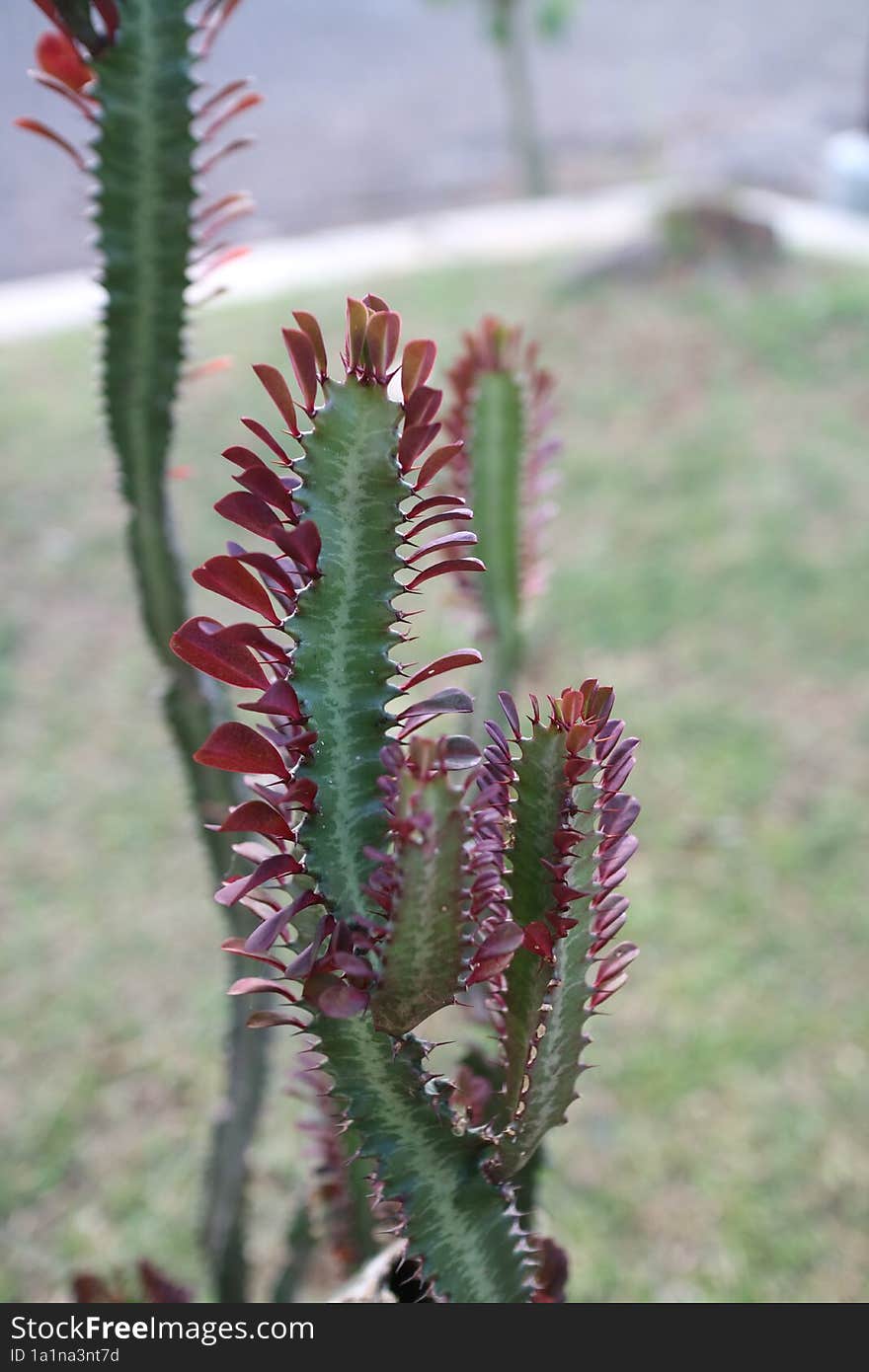 A unique plant to be shaped like a dragon& x27 s tail named Euphorbia trigona