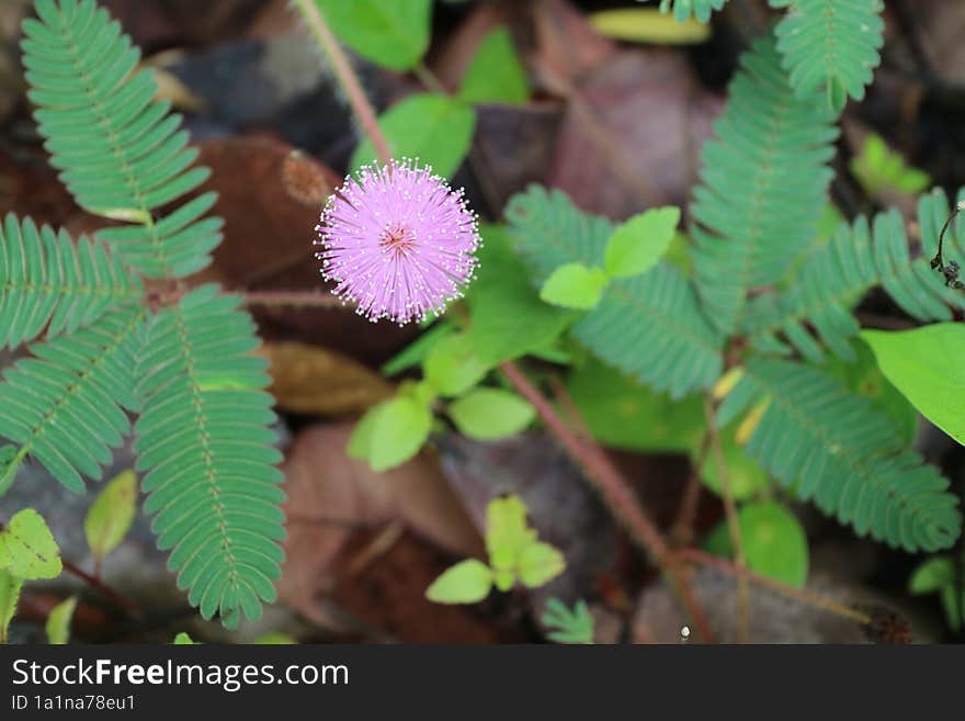 a photo of a beautiful round pink flower named Mimosa pudica flower