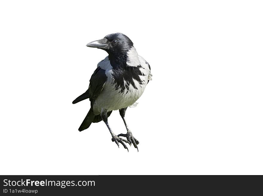 A hooded crow on the white background