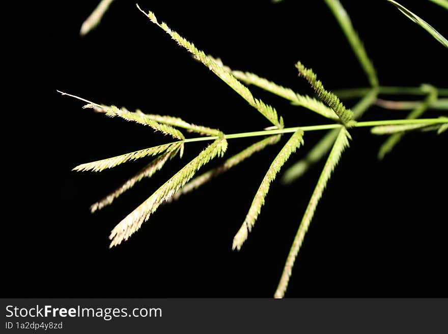 Closeup Picture Of Grass Blades, Night Shot