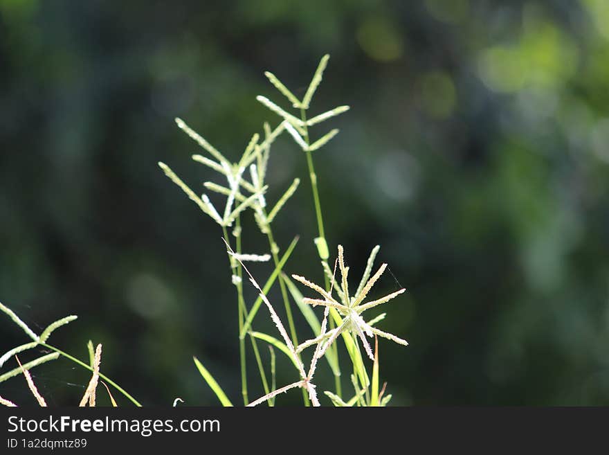 closeup shot of grass blades with blurred green background