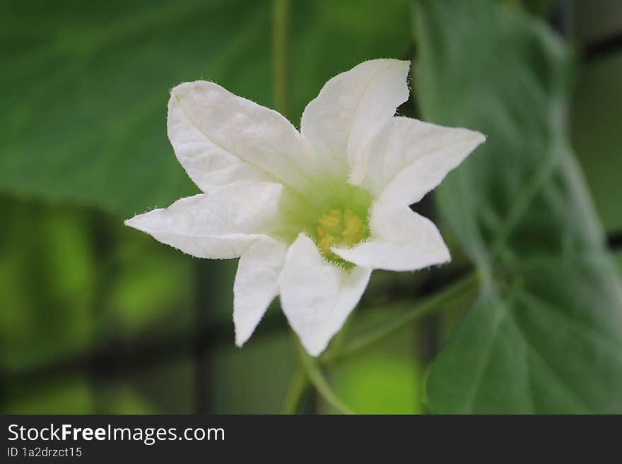 Closeup Shot Of A Beautiful White Flower Blooming In The Wild