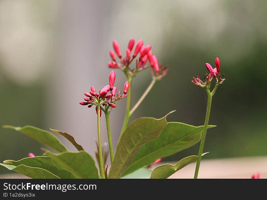 Blurry Shot Of A Bunch Of Small Red Flower Buds