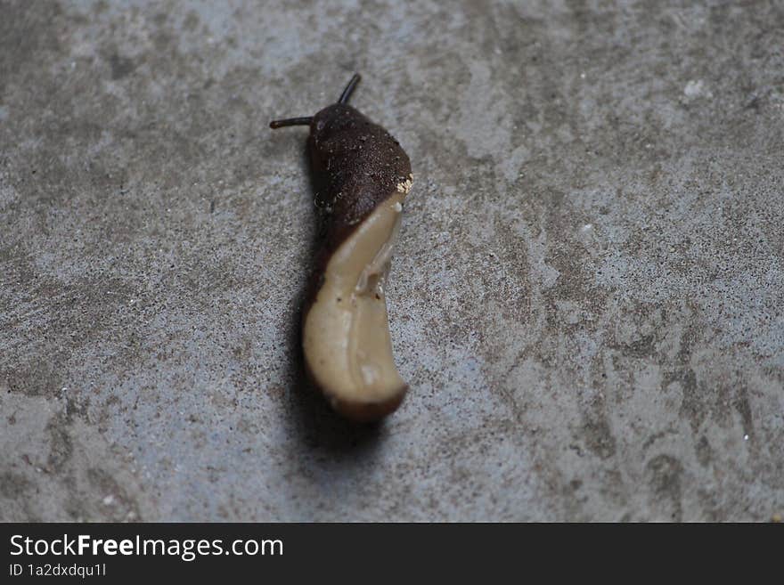 a slug trying to turn itself in upright position