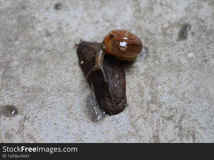 A Snail Is Crawling Over A Slug