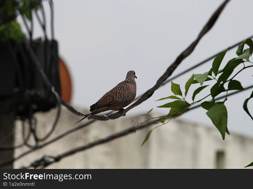 blurry shot of a dove bird sitting on a cable wire