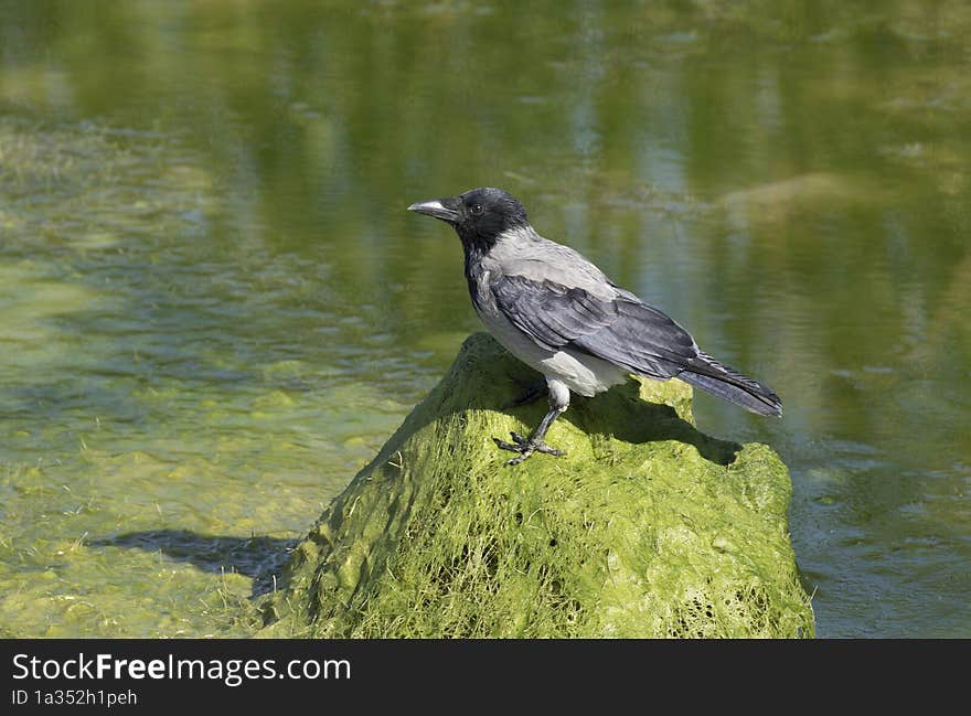 A hooded crow perching on a alg-covered stone