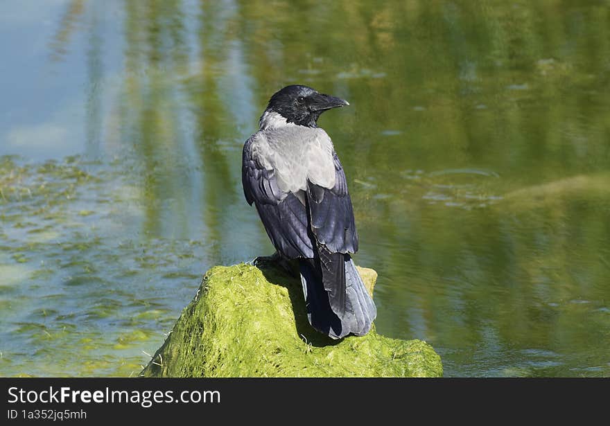 A hooded crow watching around on a stone by the river side