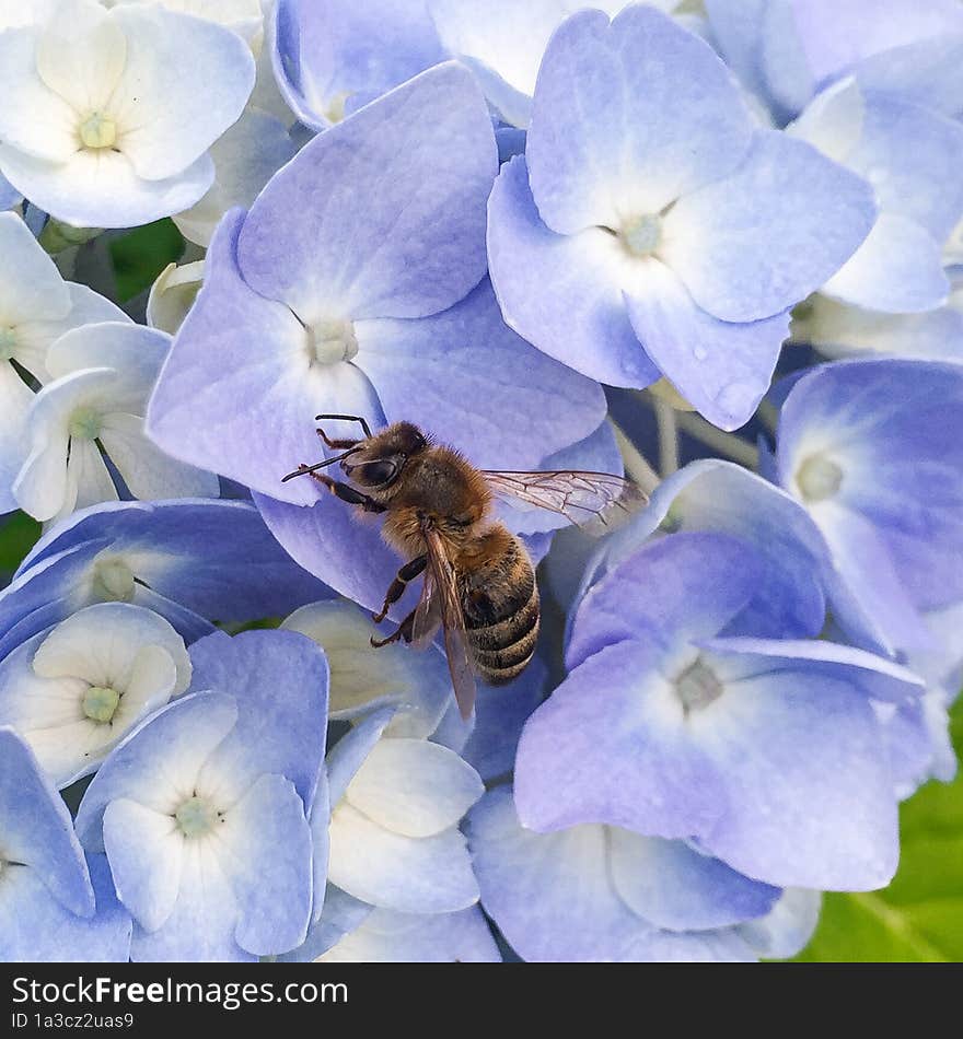 А bee sits on a hydrangea flower