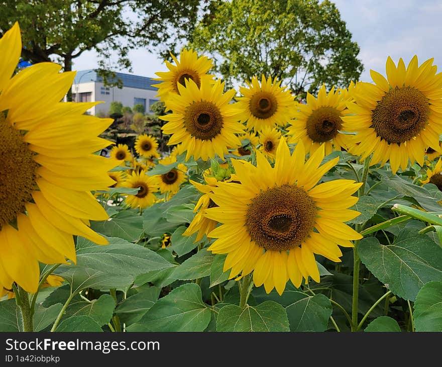 Sunflower Garden in Jinhua City