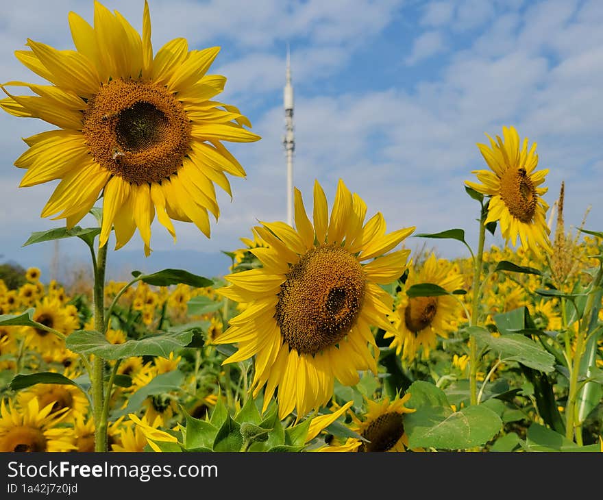 Colourful sunflower 🌻 garden in Jinhua