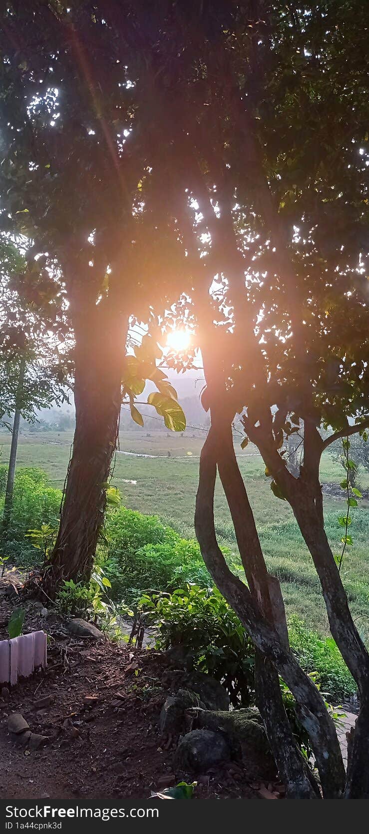 a viwe of the sunset between two trees in the village