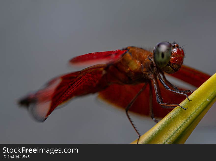 Red Dragonfly hang on a green leaf with macro focus on legs and eye