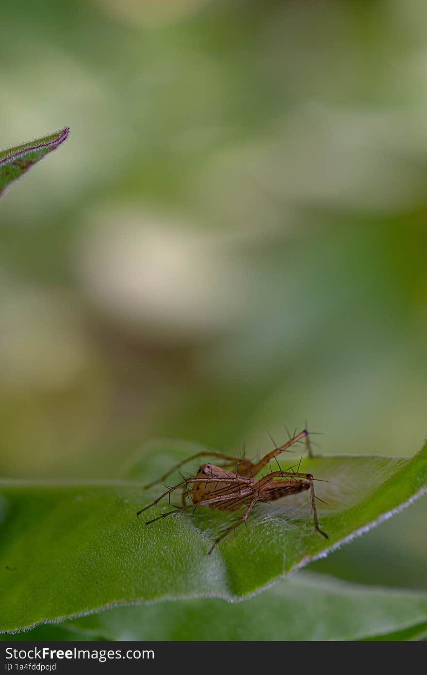 Jumping spider on side view on the green leaf plants