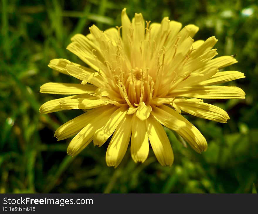 the yellow nature flower Ontario