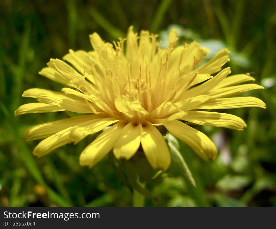 The Yellow Nature Flower Ontario