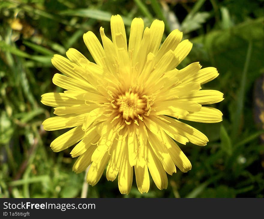 the yellow nature flower Ontario