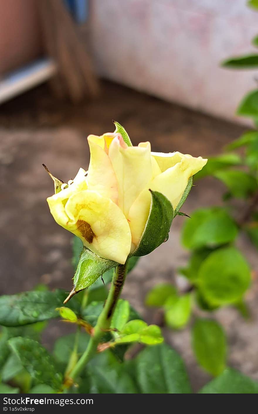 Rose Bud Ready To Blossom