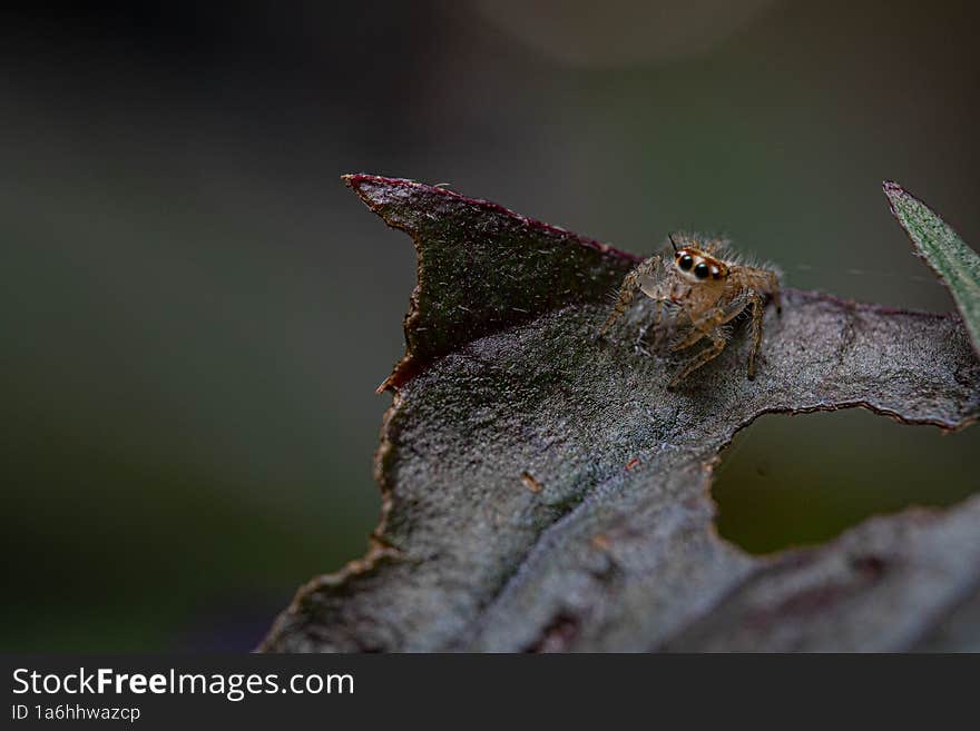 a juvenile jumping spider standing on a leaf