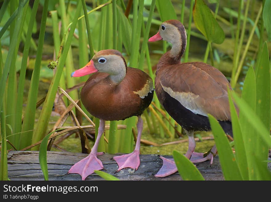 Portrait of Ducks at Hermann Park