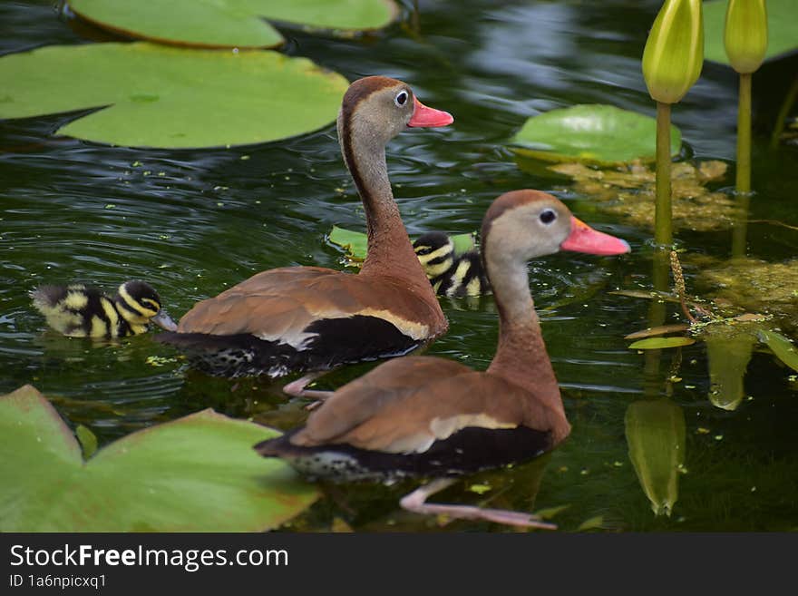 Ducks And Their Ducklings At Hermann Park