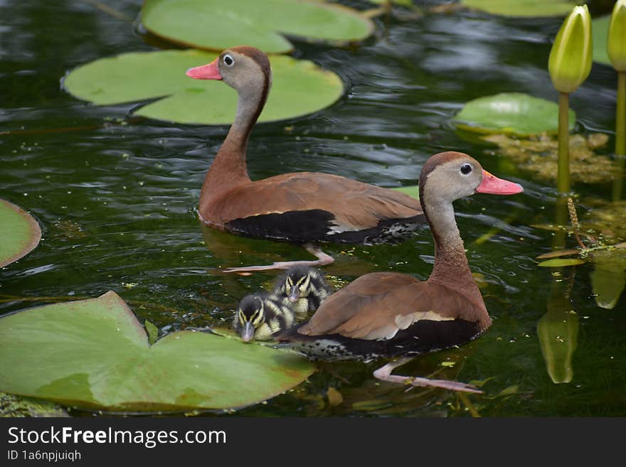 Ducks and their Ducklings float past lilies in Houston, TX USA. Ducks and their Ducklings float past lilies in Houston, TX USA