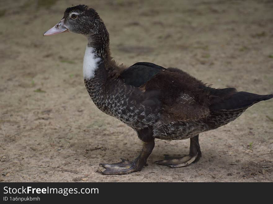 Portrait of a Mallard Duc at Hermann Park