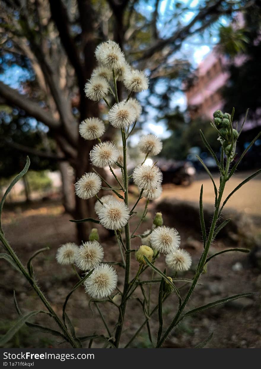 Love bloom in the form of white flower