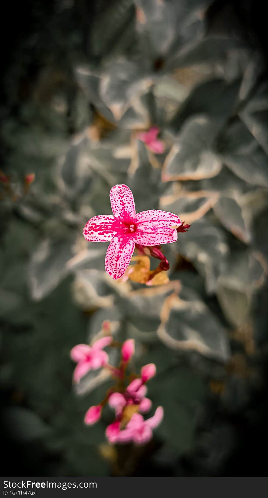 Pink color of the flower attract your heart