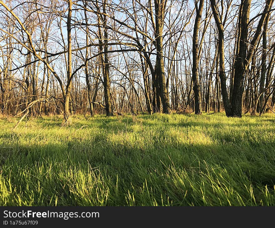 Bare trees over a green grass. Scene took in a forest during a winter season without a snow