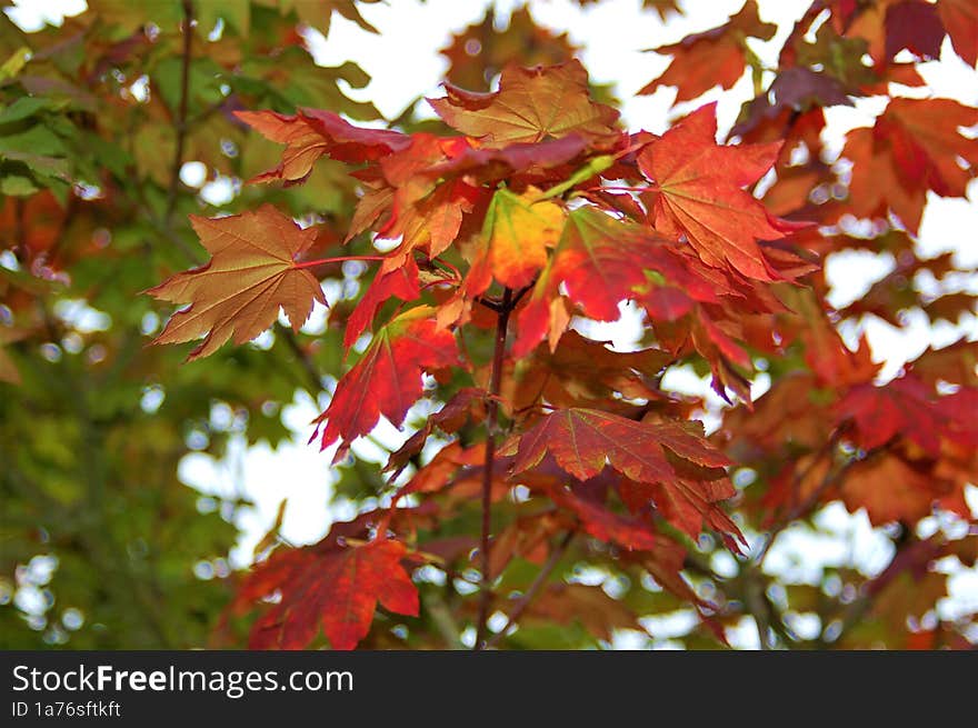 Maple Leaves Showing Colours of Fall