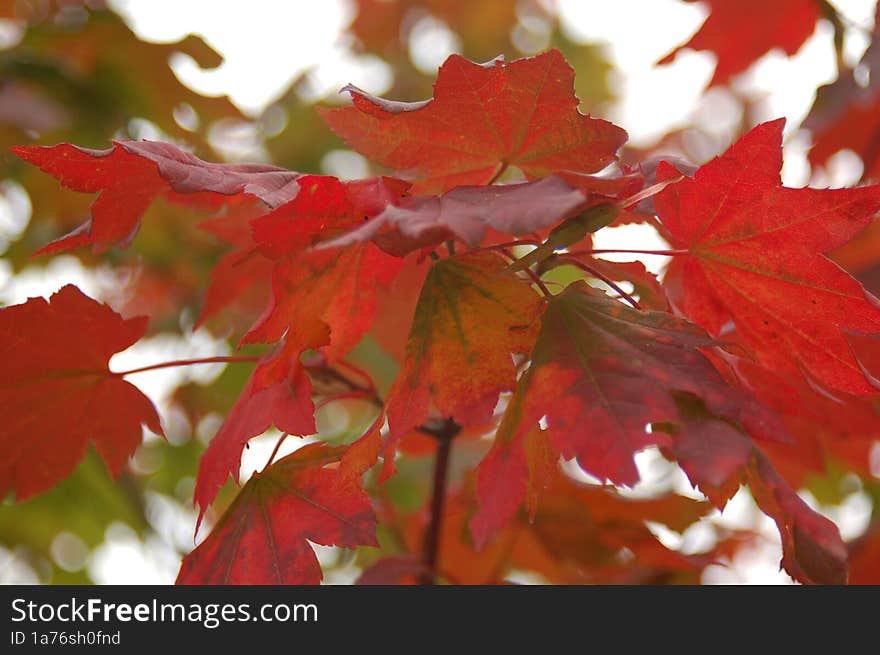 Maple Leaves Showing Colours of Fall