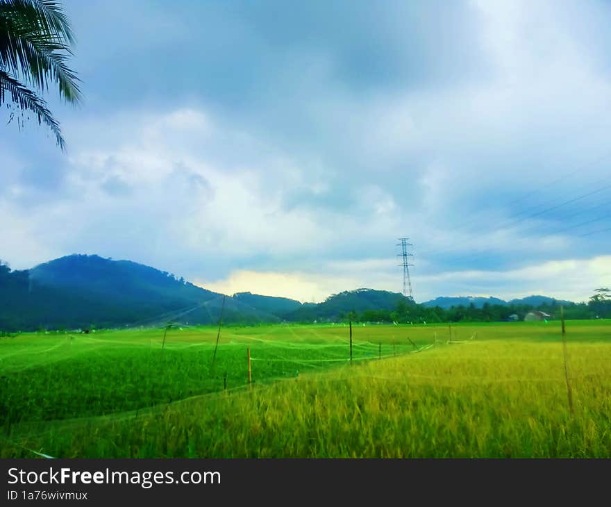 Natural scenery of rice plants in the rice fields, mountains and clouds in the sky