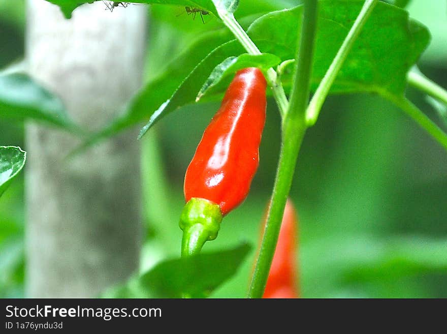 Ripe chili plants and fruits