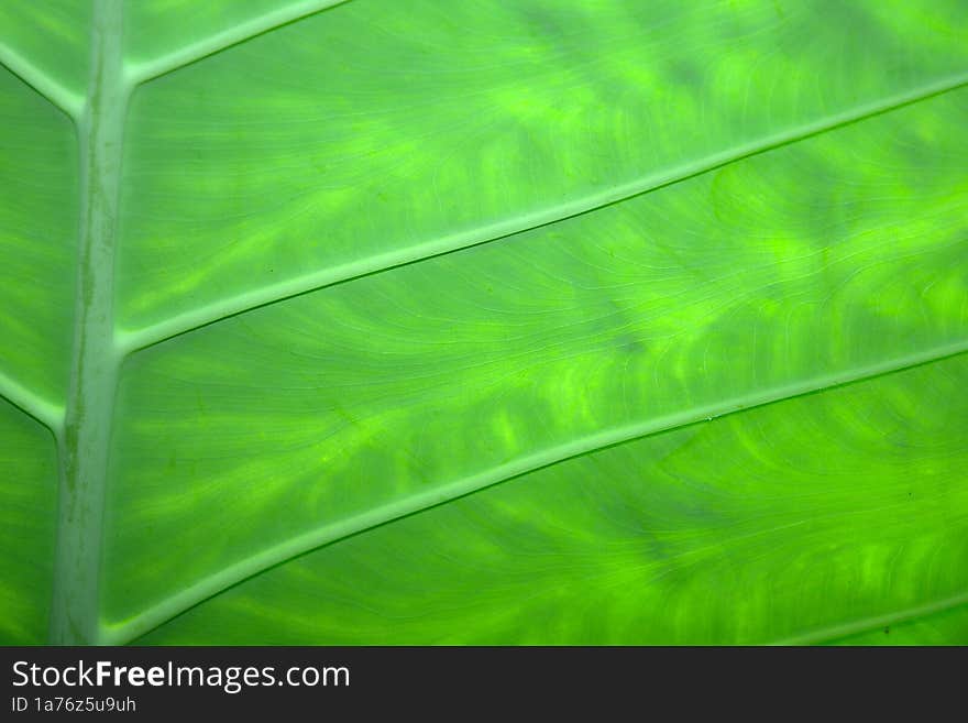 the texture of the young leaves of the taro plant