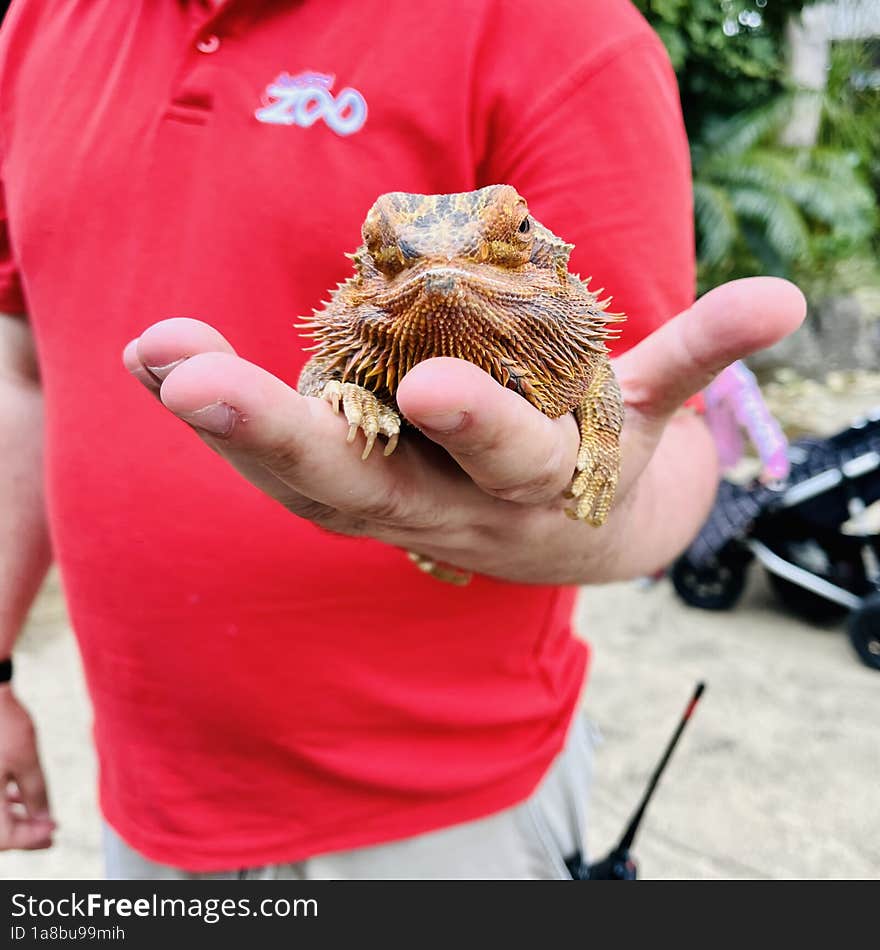 The central bearded dragon & x28 Pogona vitticeps& x29 , also known as the inland bearded dragon, is a species of agamid lizard fo